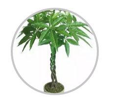 綠植搭配也有講究！